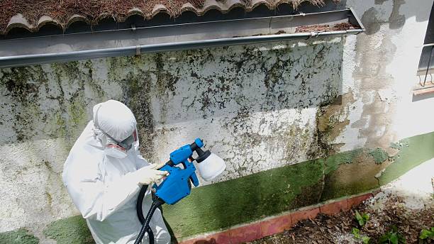 Mold Removal service in Lumberton